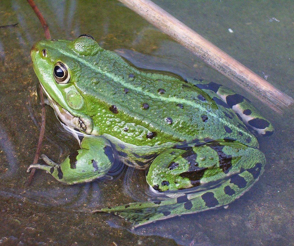 Žaba